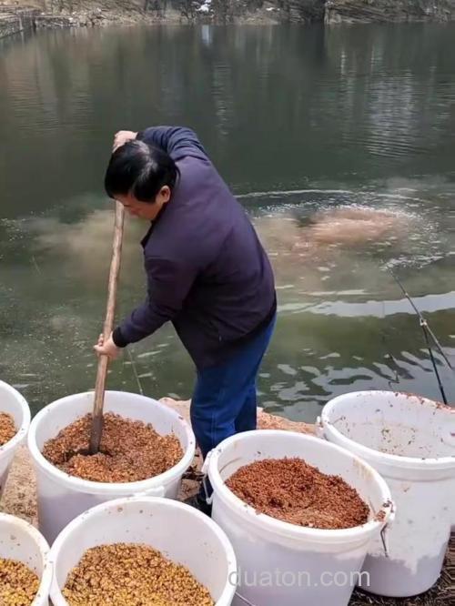 放鱼池钓鱼用什么打窝?