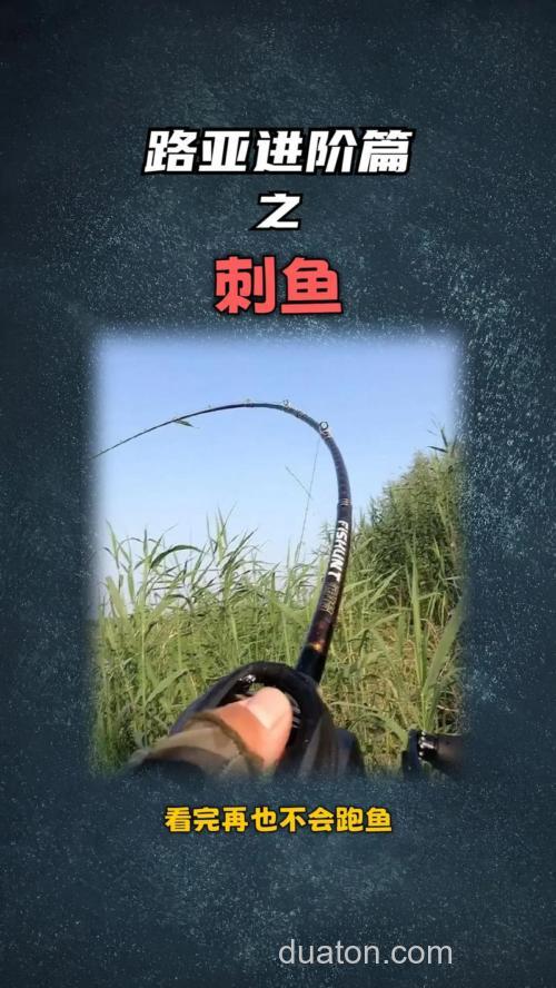 台钓刺鱼技巧大揭秘!把握最佳时机,提高中鱼概率