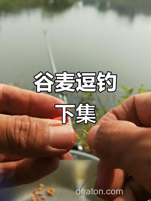 谷麦钓法怎么选钓位合适（谷麦钓怎样选钓位）