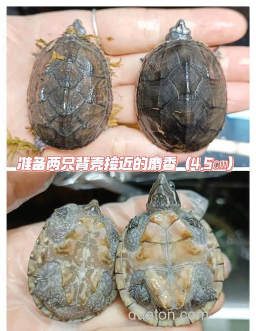 麝香龟几月开始下蛋?