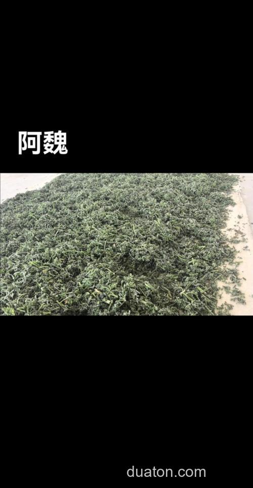 阿魏家常做法?