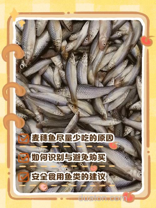 钓鱼怎么才能让麦穗鱼不吃钩？