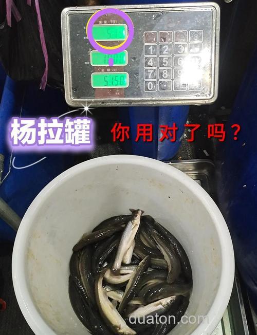 我用两块钱一根的火腿肠也钓到很多大鲫鱼,为什么还要用商品饵呢?