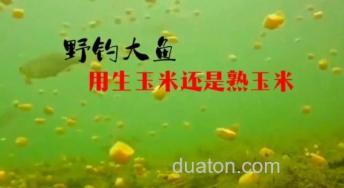 野钓用生玉米还是熟玉米好(玉米钓鱼用生玉米还是熟玉米)