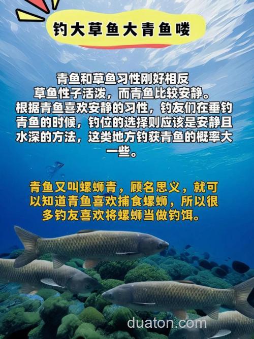 夏天螺蛳青怎么钓?