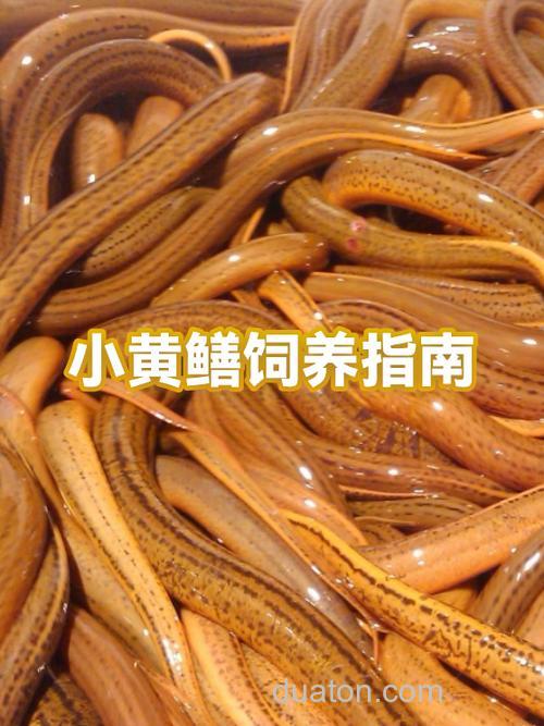 养黄鳝逻辑上要做那些步骤?