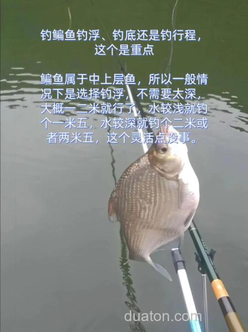 钓鳊鱼是钓底还是钓浮