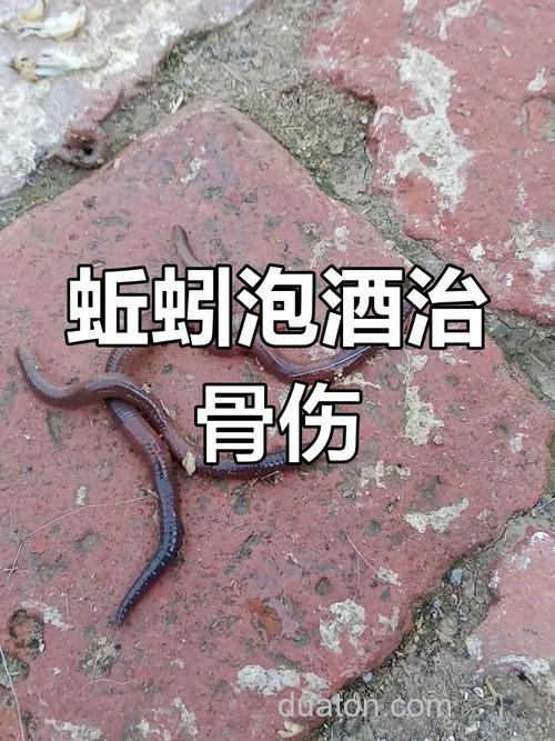 蚯蚓泡酒的正确方法?