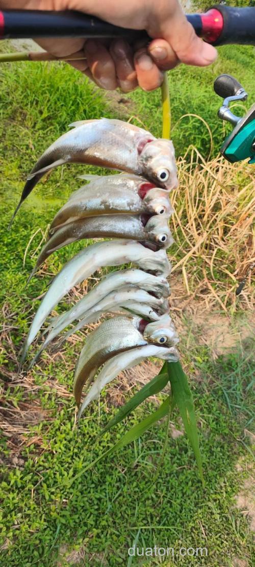 虾皮串钩会钓到鲢鳙吗?