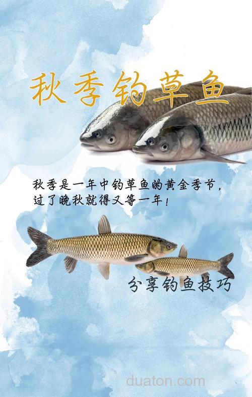 草鱼什么季节垂钓最佳
