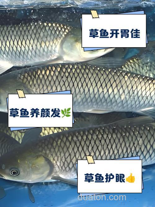 急急急 大草鱼 爱吃什么啊