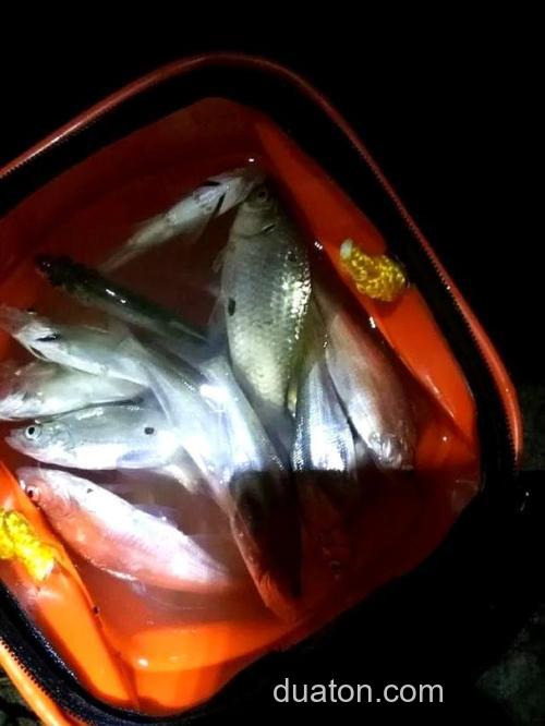 猪油渣钓鱼？