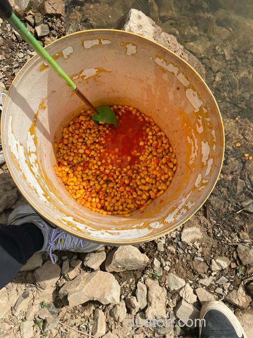 麝香泡玉米怎么样？