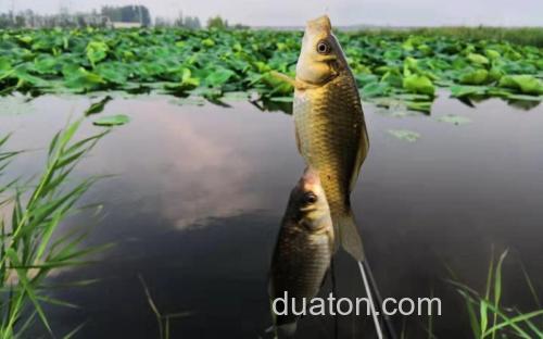 麝香小麦钓鲫鱼怎么样?
