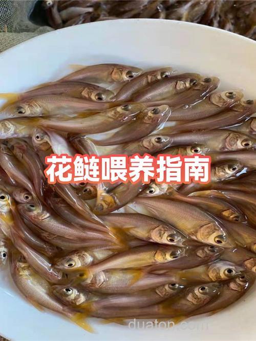 花鲢怎么喂养?