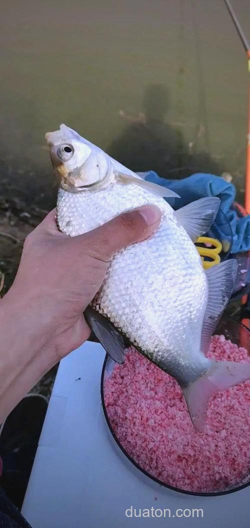 夏季水库钓鳊鱼的技巧