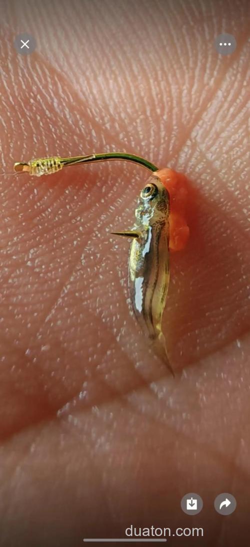 3号袖钩能用玉米粒钓鱼么?