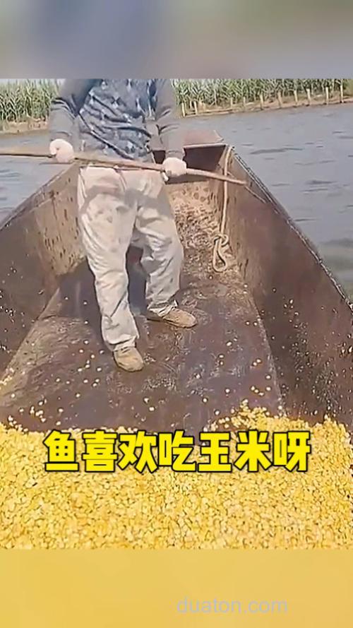 吃玉米的鱼是黄色肉吗?
