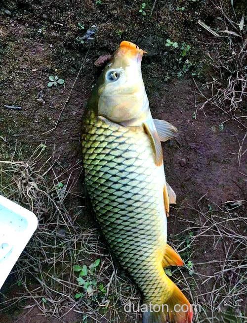 江河钓鲤鱼