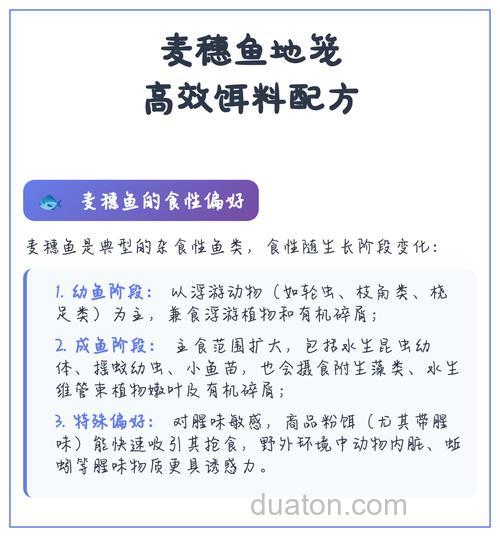麦穗鱼用什么饵料最快?