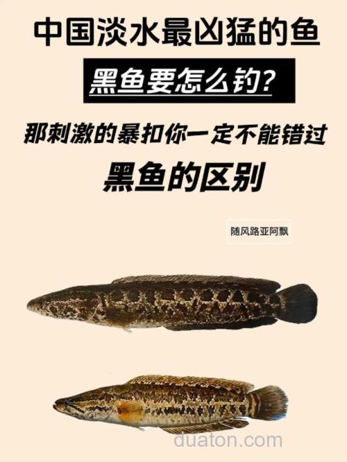 黑鱼太凶猛不好钓?怎么办?