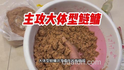 鲢鳙饵料加白醋效果好吗?