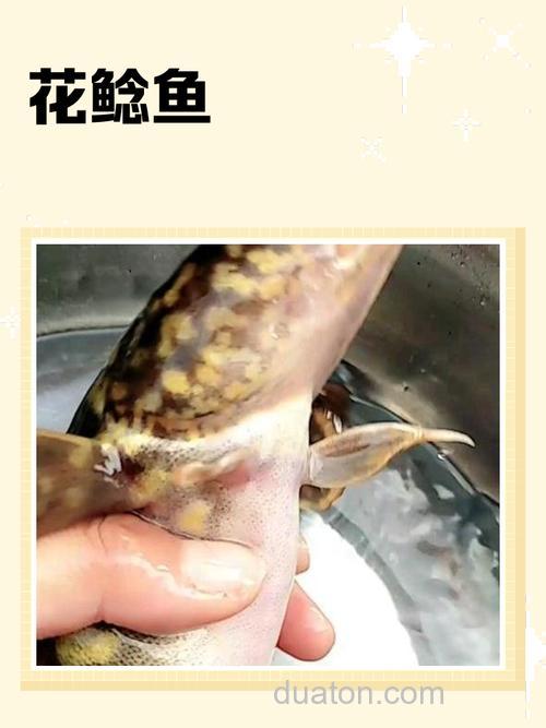 怎样制作花白鲶鱼料