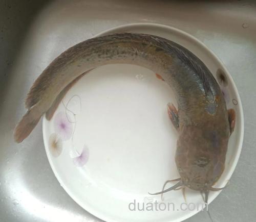 八须鲢鱼的钓法?