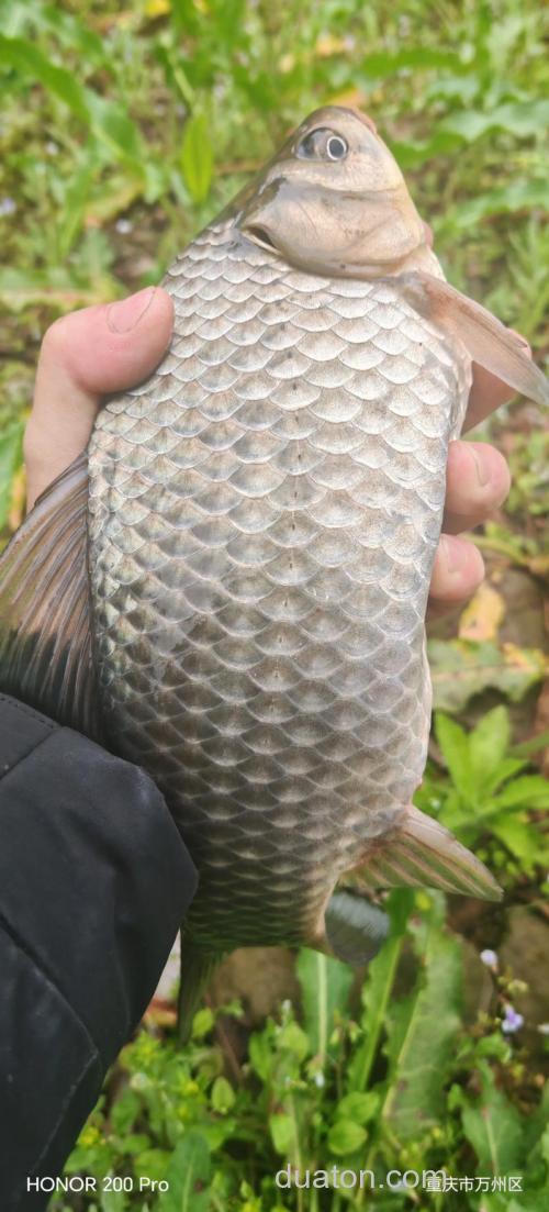 肥肉钓鲫鱼效果怎样？