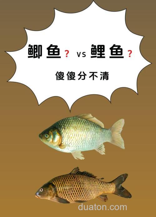 鲤鱼和鲫鱼杂交叫什么