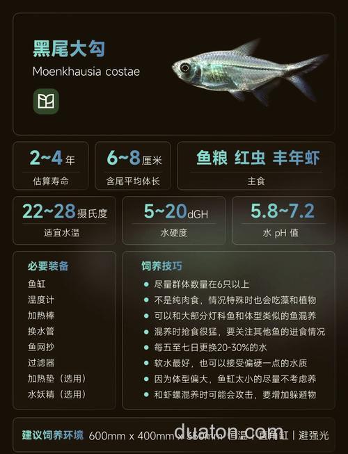 钓黑尾用什么饵料,就是尾巴黑色的,喜欢供石头