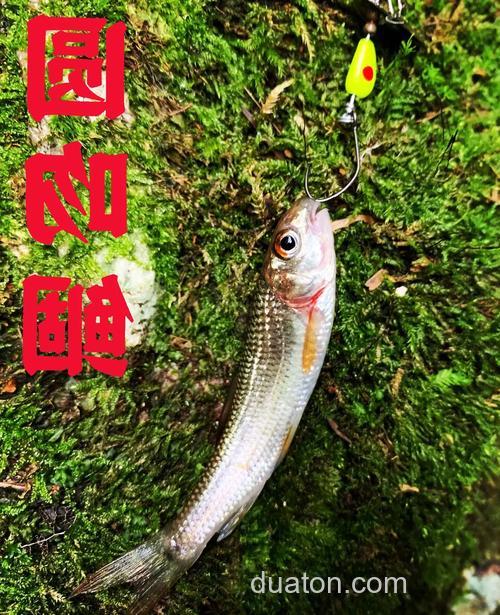 秋天用这几招钓鳊鱼