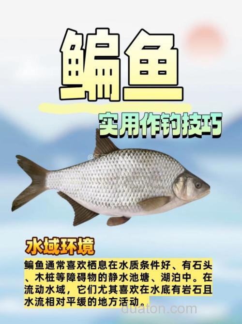 只要掌握垂钓技巧，可以轻松钓获鳊鱼
