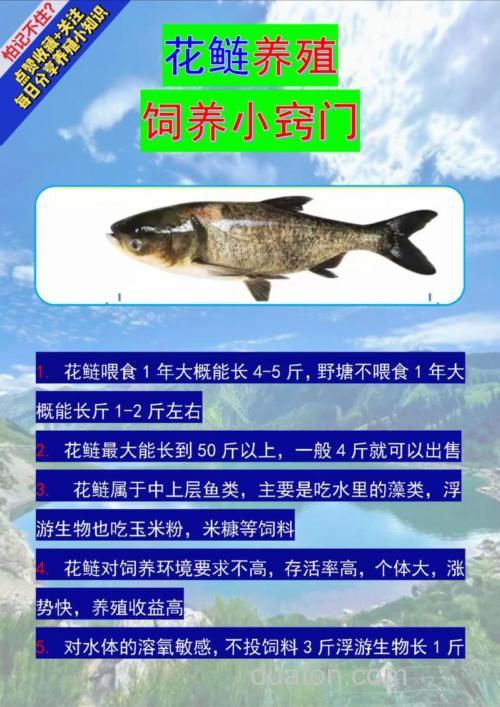 如何高密度养殖花鲢?