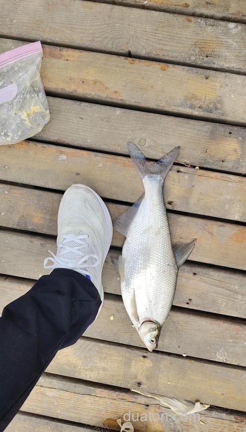 外出垂钓鳊鱼