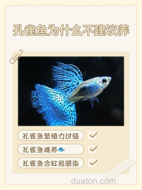 孔雀鱼能长多大?孔雀鱼为什么不建议养?
