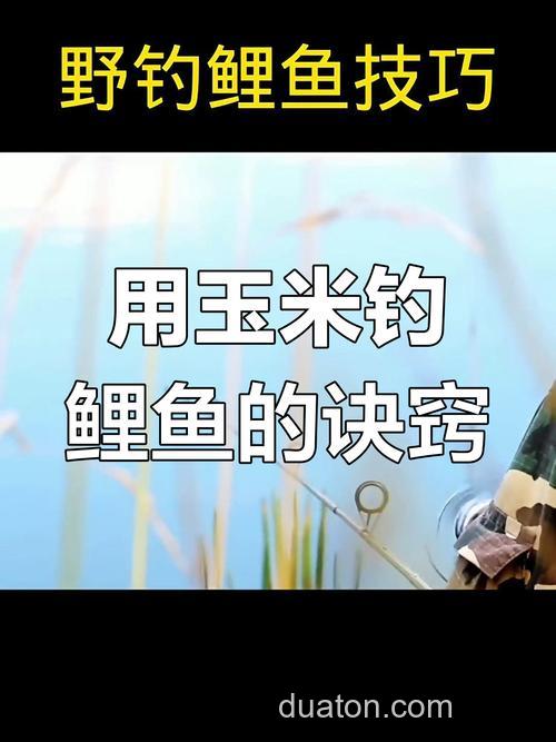 用玉米钓鲤鱼的最佳方法?
