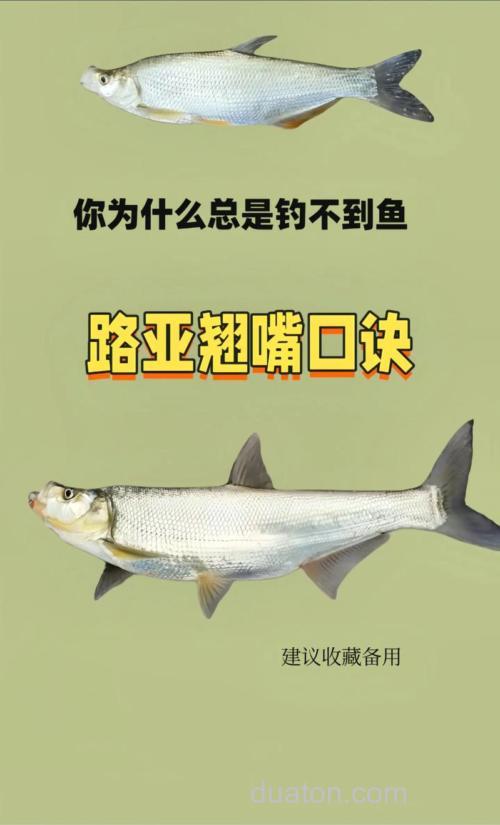 钓翘嘴十句口诀有哪些?