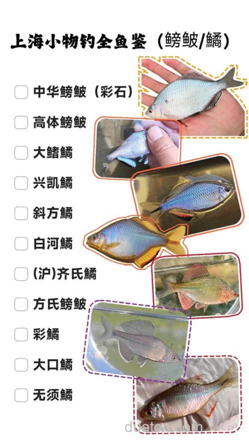 鳑鲏鱼几月份最好钓?