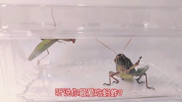 红眼蚂螂吃玉米吗?