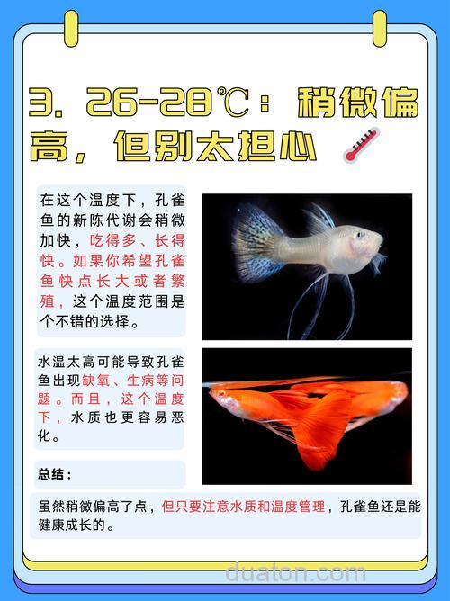 孔雀鱼是热带鱼还是冷水鱼?孔雀鱼水温多少度合适?