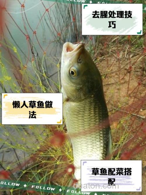 烟雨江湖草鱼做法?