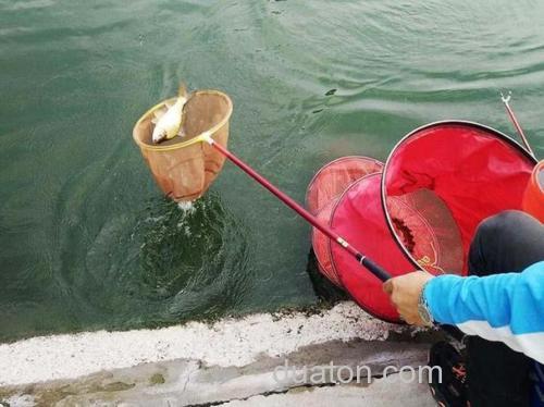水库撒了鸡粪怎样施钓?