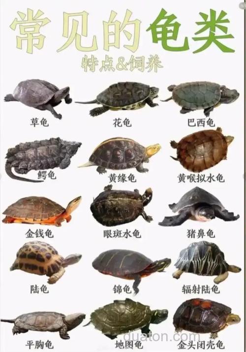 小烏龜吃什么?
