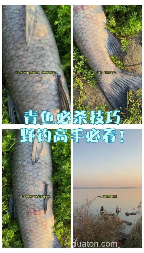 作钓青鱼实战招法,轻松助你钓获青鱼