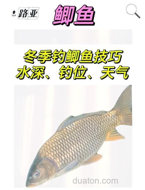冬季钓鲫鱼的问题有哪些？