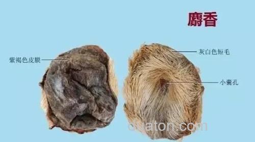 麝香型和红虫型哪个好？