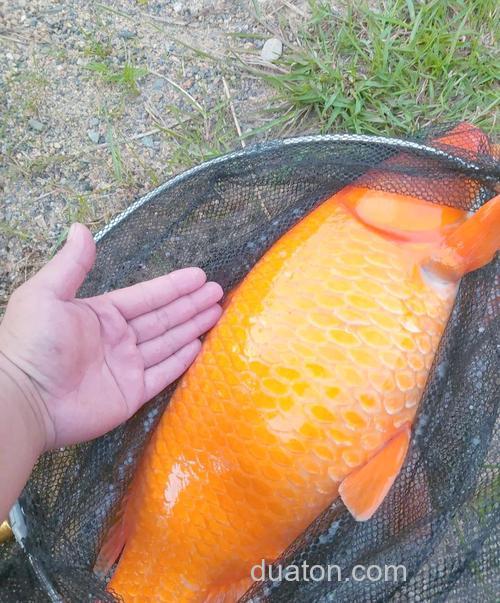 钓鱼钓到红鲤鱼有什么寓意吗?钓鱼钓到锦鲤什么预兆?