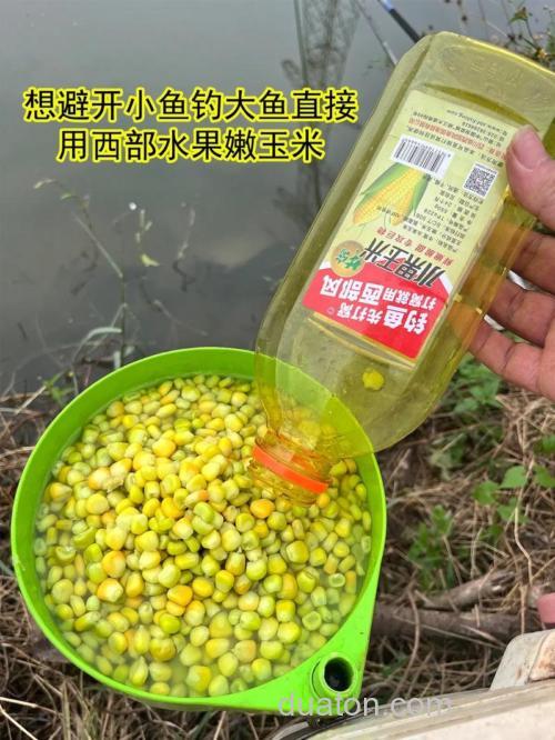 嫩玉米泡多长时间就可以钓鱼?