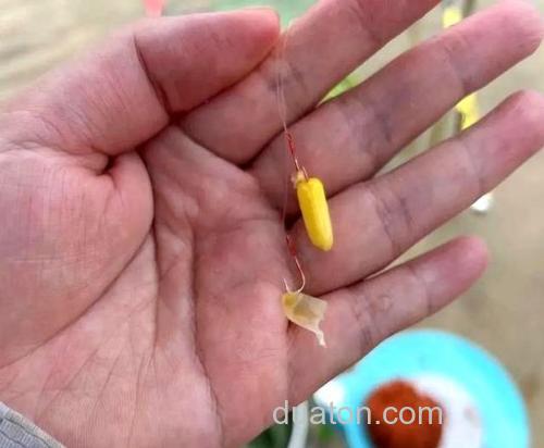 为什么钓草鱼用用玉米不用饵料?